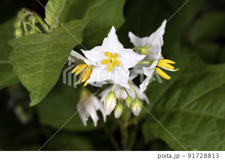 ワルナスビ 91728813