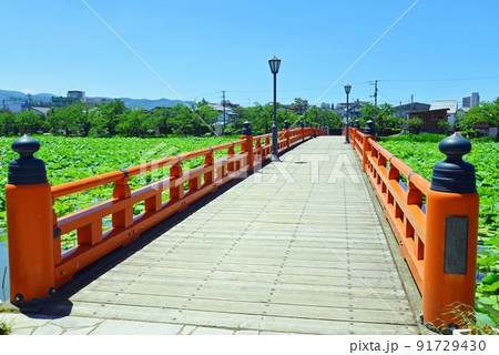 【新潟県上越市】高田城址公園の蓮と外堀の赤い橋 91729430