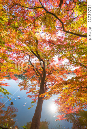 薦神社の紅葉（大分県中津市） 91729734