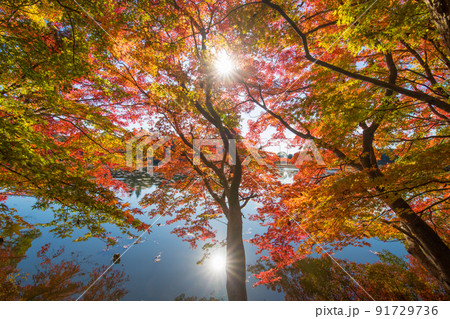 薦神社の紅葉（大分県中津市） 91729736