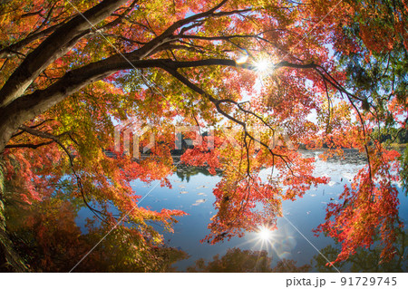 薦神社の紅葉（大分県中津市） 91729745