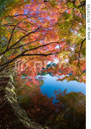 薦神社の紅葉(大分県中津市) 薦神社の紅葉(大分県中津市) 91729750