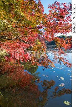 薦神社の紅葉（大分県中津市） 91729767