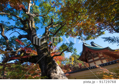 薦神社の紅葉（大分県中津市） 91729768