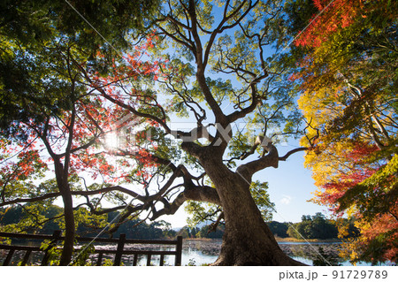 薦神社の紅葉（大分県中津市） 91729789