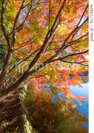 薦神社の紅葉（大分県中津市） 91729809
