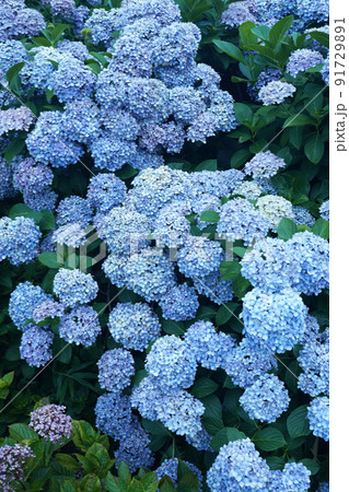 あじさい7164 91729891
