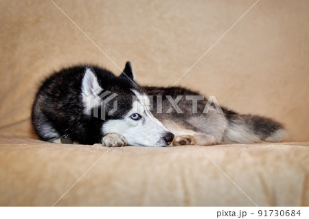Husky lies on the sofa and looks away. Portrait of gorgeous Siberian Husky dog. Husky with beautiful blue eyes. Husky lies on the sofa and looks away. Portrait of gorgeous Siberian Husky dog. Husky with beautiful blue eyes. 91730684