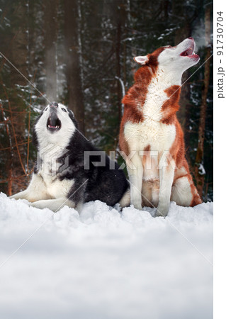 Steam from the mouths of howling husky dogs in winter cold forest. Vapor from the mouth. Steam from the mouths of howling husky dogs in winter cold forest. Vapor from the mouth. 91730704