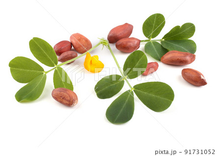 Peanut, leaves and flower 91731052