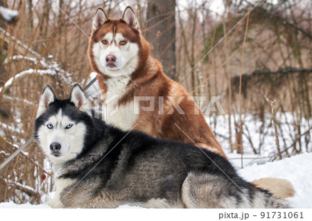 Cute couple of Siberian husky dogs sit in winter forest 91731061