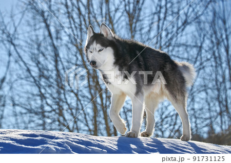 Cute siberian husky dog portrait in sunny winter forest. Cute siberian husky dog portrait in sunny winter forest. 91731125