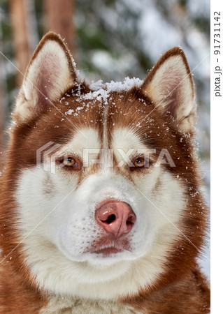 Siberian Husky dog portrait close up, Siberian Husky head front view with ginger and white coat color, sled dog breed. Husky dog for walk outdoor, blurred green forest background 91731142