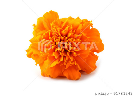Marigold isolated on white Marigold isolated on white 91731245
