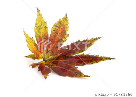 Autumn maple leaf Autumn maple leaf 91731266