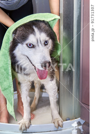 Husy dog is wiped with a towel after washing. Husky happy with tongue out of mouth. Husy dog is wiped with a towel after washing. Husky happy with tongue out of mouth. 91731307
