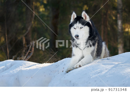 Cute playful husky dog in sunny winter forest. Cute playful husky dog in sunny winter forest. 91731348