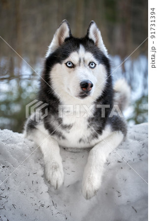 Haski dog sits and looks around. High qualityの写真素材