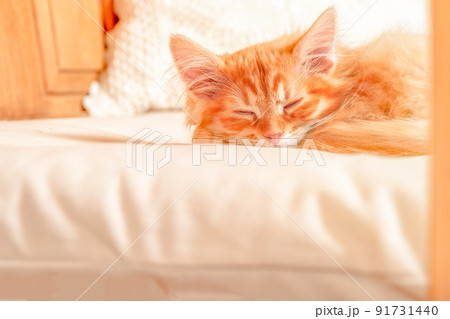 Ginger kitten sleeps on the bed in sunny room. Ginger kitten sleeps on the bed in sunny room. 91731440