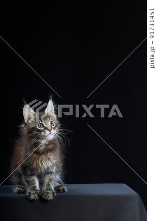 Little kitten. Cute maine coon kitten on black background Little kitten. Cute maine coon kitten on black background 91731451