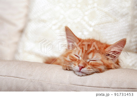 Portrait sleeping cute red kitten, close-up, front view Portrait sleeping cute red kitten, close-up, front view 91731453