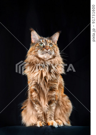 Red Maine Coon cat. Studio portrait large cat with Large Ears and Furry Tail Isolated on black background. Red Maine Coon cat. Studio portrait large cat with Large Ears and Furry Tail Isolated on black background. 91731600