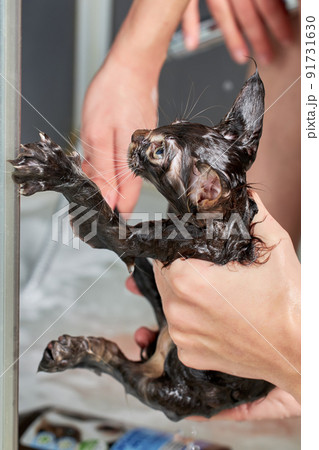 Small kitten maine coon is washed. Wet kitten held in hands Small kitten maine coon is washed. Wet kitten held in hands 91731630