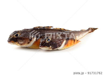 Goby fishes isolated on white 91731762