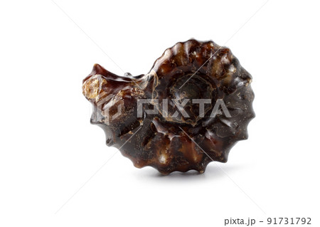 Ammonite isolated on white 91731792