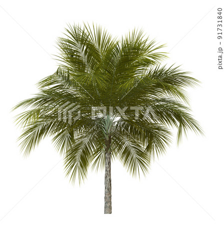 3D Green palm tree 3D Green palm tree 91731840