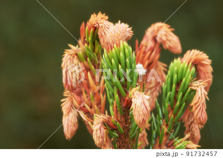 Closeup of new budding pine tree needles growing on fir or cedar trees, isolated against a bokeh background with copy space. Remote resin coniferous forest in nature getting ready for harvest season 91732457