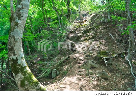 氷ノ山の登山道と新緑のブナ林 兵庫県養父市 氷ノ山の登山道と新緑のブナ林 兵庫県養父市 91732537