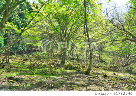 氷ノ山　新緑のブナ林　兵庫県養父市 91732540