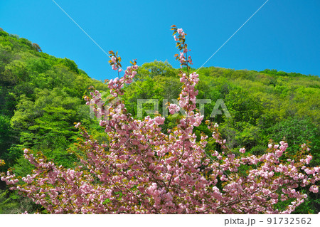 初夏の福定親水公園に咲くボタンザクラと新緑1　兵庫県養父市 91732562
