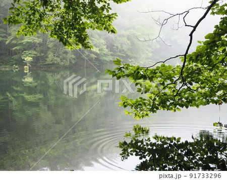 水鏡に映る緑 水鏡に映る緑 91733296