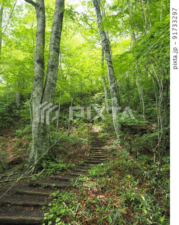 森の中の階段 91733297