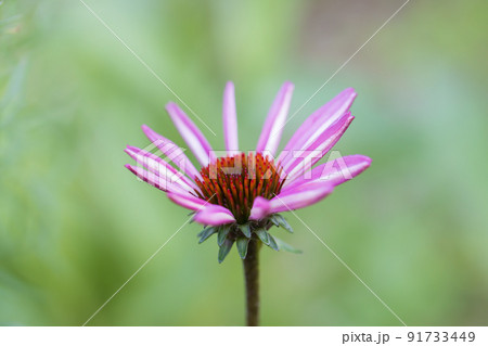 エキナセア　0014 91733449