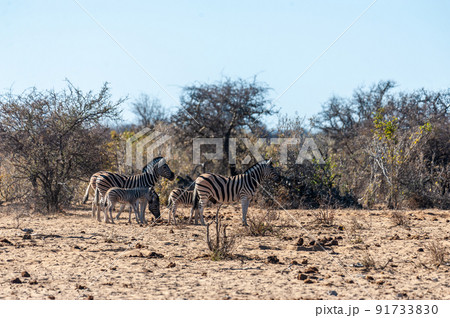 A group of Zebras in Etosha 91733830