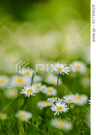 Common daisy flower growing on green lawn in a botanical garden with copyspace outdoors. Pure white petals of plants with yellow pistil center blooming in spring and summer. Scenic natural landscape 91734029