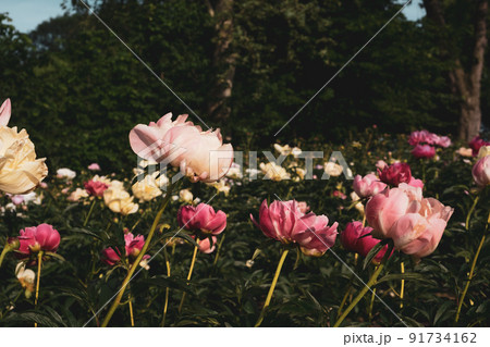 Beautiful fresh colorful pink peony flowers in full bloom. 91734162