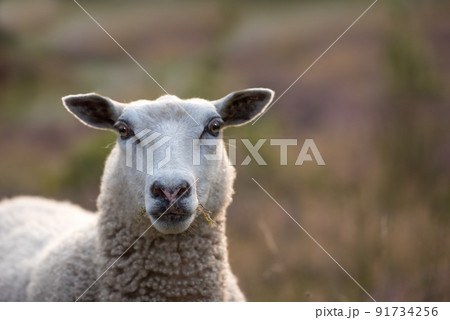 Sheep grazing in a heather meadow during sunset in Rebild National Park, Denmark. One woolly sheep walking and eating grass on a blooming field or a pastoral land. Free range mutton farm Sheep grazing in a heather meadow during sunset in Rebild National Park, Denmark. One woolly sheep walking and eating grass on a blooming field or a pastoral land. Free range mutton farm 91734256