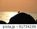 鳥と海とシルエット 91734286