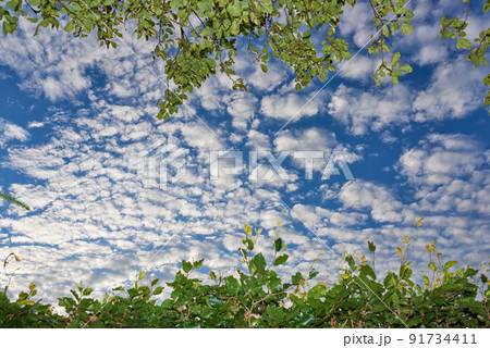 Low angle of a blue sky with clouds and copy space from a lush green garden in spring. Plant and tree leaves framing a scenic view of the atmosphere during the day. Heaven and God religious theory Low angle of a blue sky with clouds and copy space from a lush green garden in spring. Plant and tree leaves framing a scenic view of the atmosphere during the day. Heaven and God religious theory 91734411