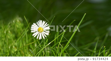 Closeup of a common daisy flower growing in a home backyard or garden during summer or spring. Marguerite perennial flowering plants outside, budding among blades of tall, green grass outdoors Closeup of a common daisy flower growing in a home backyard or garden during summer or spring. Marguerite perennial flowering plants outside, budding among blades of tall, green grass outdoors 91734424