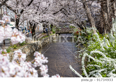 高瀬川の桜 高瀬川の桜 91734933