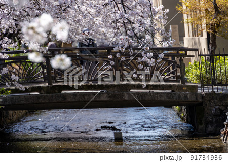 高瀬川の桜 91734936
