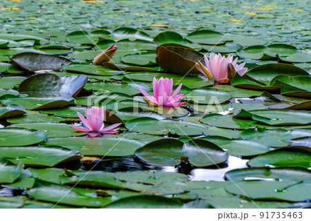 ピンク睡蓮 ピンク睡蓮 91735463