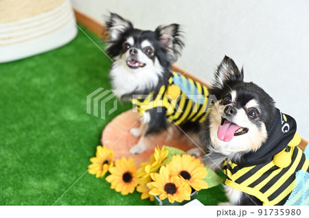 笑顔の仲良しチワワ 夏イメージ 笑顔の仲良しチワワ 夏イメージ 91735980