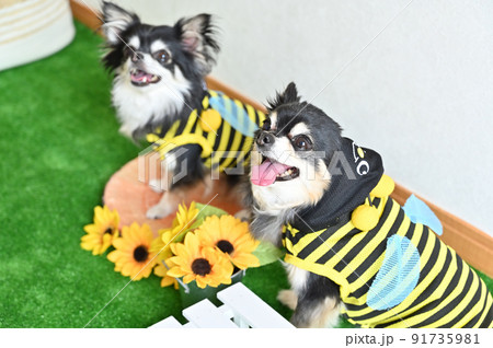 笑顔の仲良しチワワ　夏イメージ 91735981
