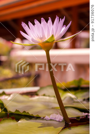 Close-up side view pink lotus flower is blooming and outstanding in pond. 91736076